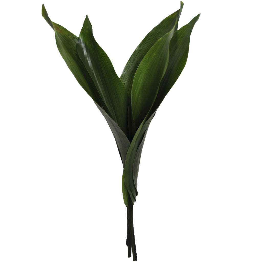 Hallmark Assorted Greenery 5 stems (Coculus, Ruscus, Pithosporum)