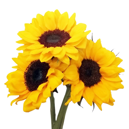 Sunflower 3 Stems